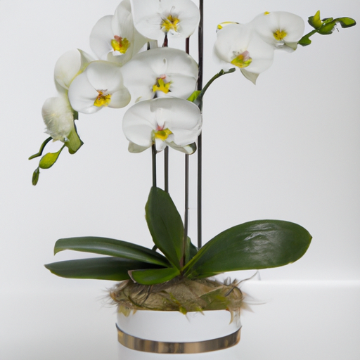 Orquídea phalaenopsis branca | Linqui